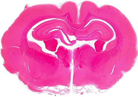 Rat Brain Meyer Instruments