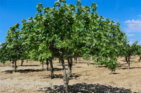 How To Grow Pistachio Trees