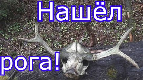 Нашёл рога лося - YouTube