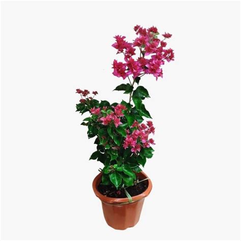 Bougainvillea pink – blozem