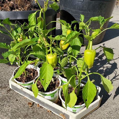2019 Gypsy Peppers Joeys Plants