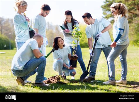 Group Of Volunteers Planting Tree In Park Stock Photo Alamy