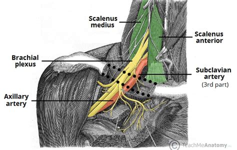 Palpate Brachial Pulse