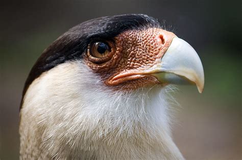 Crested Caracara A Crested Caracara Or Southern Caracara Flickr