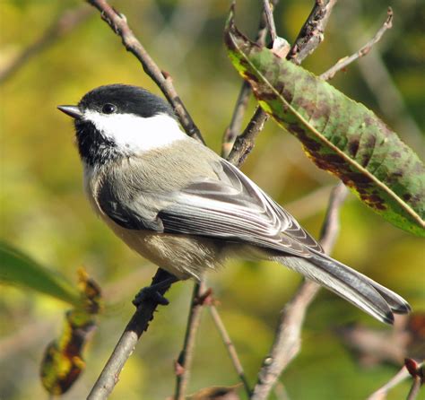 The Problem With Naming The Chickadee As Maines State Bird