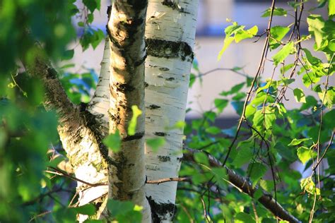 Birch Pohon Closeup Foto Gratis Di Pixabay Pixabay