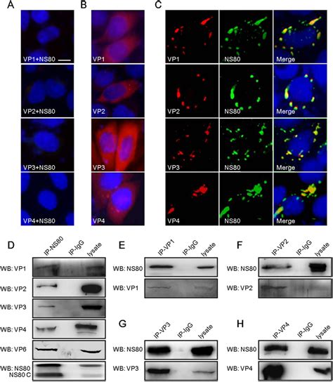 Interactions Of Ns80 With Inner Capsid Proteins Vp1 Vp4 And Vp6 In