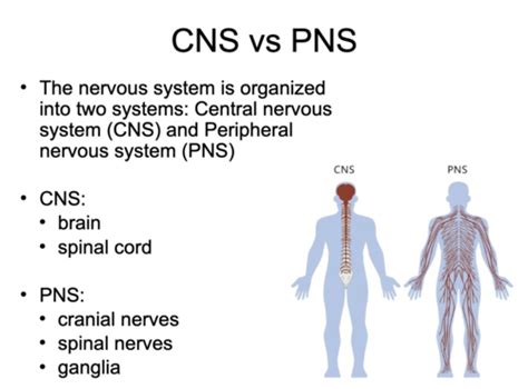 Anatomy Of The CNS And PNS Lecture 4 Flashcards Quizlet