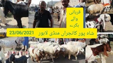 Shahpur Kanjra Mandi Lahore Wednesday Update Bakra Mandi Pakistan