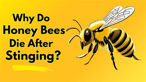 Why Do Honey Bees Die After Stinging Youtube