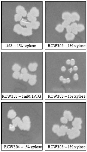 The Influence On B Subtilis Colony Morphology Expressing Either B