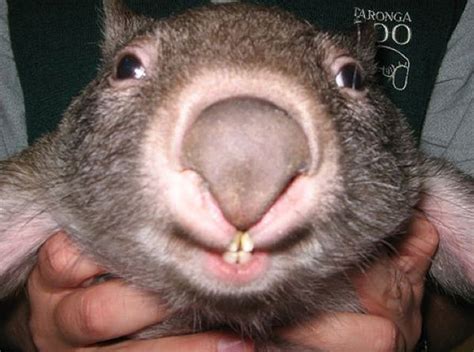 20 Utterly Adorable Pictures To Convince You That Wombats Are The Future Cute Wombat Wombat