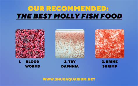 7 Of The Best Molly Fish Food Options