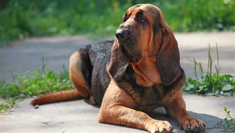 What Type Of Dog Is A Hound
