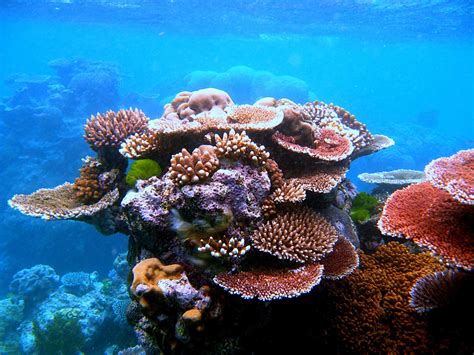 The Coral Triangle Hope Spot: Valuable and Vulnerable - Mission Blue
