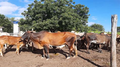 Criminosos furtam 20 cabeças de gado no Piauí proprietária oferece