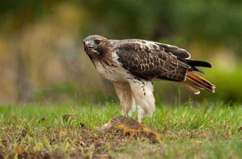 Species Of Hawks In Michigan Inc Awesome Photos Birds Advice