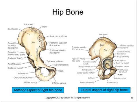 Rad 120 Chapter 8 Pelvis And Hip Flashcards Quizlet