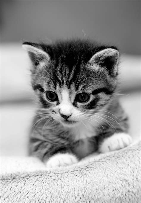 Милые маленькие котики - 70 фото