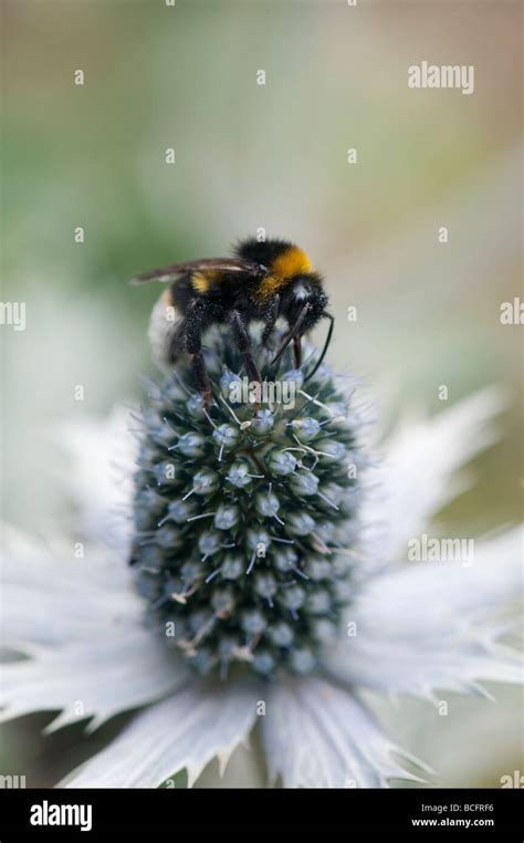 Bombus Lucorum White Tailed Bumble Bee Auf Der Eryngium Giganteum