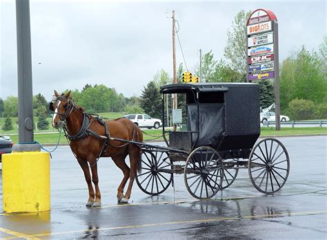 Amish Horse and Buggy