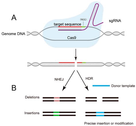 Crispr Cas9 Diagram