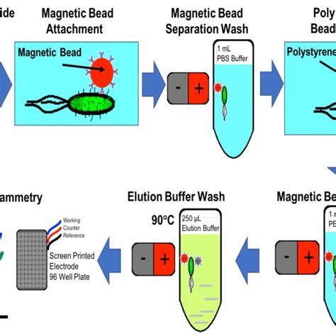 Immunomagnetic Separation Flowchart Detailing The Capture Of The