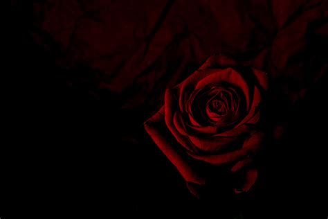 Dark Flower Background Images | Best Flower Site