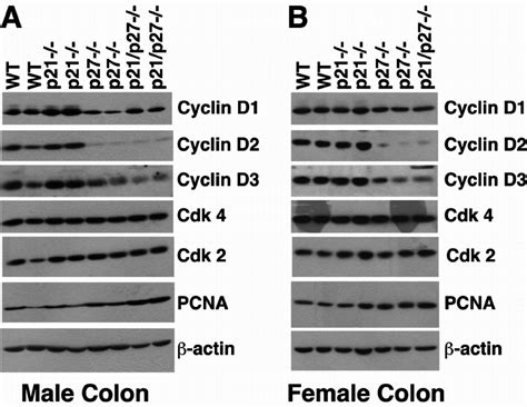 Cyclin D2 and Cyclin D3 levels are reduced in the absence of p27 ...