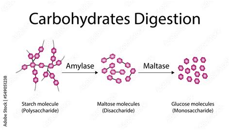 Carbohydrates Digestion Amylase And Maltase Enzymes Catalyze