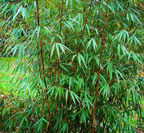 Hardy Clumping Bamboo For Sale Online The Tree Center™