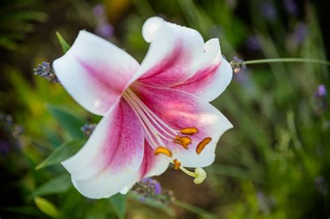 Premium Photo Pink Lilly In The Garden Lily Joop Flowers Lilium