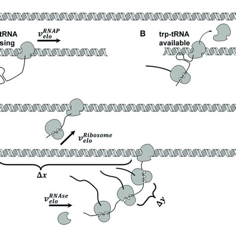 | Model of coupled transcription and translation. RNA polymerase ... 