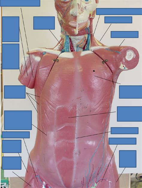 Biol L Anterior Superficial Muscles Diagram Quizlet