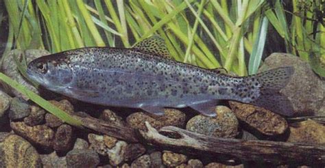 Juvenile Steelheadrainbow Trout Note The Oval Parr Marks Prevalent