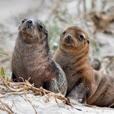 The Endangered Australian Sea Lions Can Be Seen At Seal Bay Kangaroo