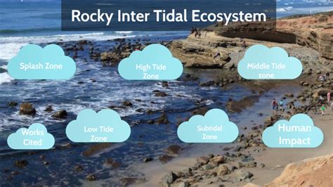 Rocky Inter tidal Ecosystem by Shane P. Flynn on Prezi