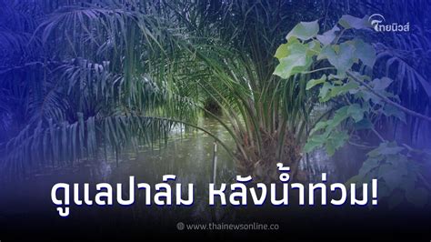 กรมส่งเสริมการเกษตร แนะ 6 วิธีดูแลสวนปาล์มหลังน้ำท่วม ไทยนิวส์