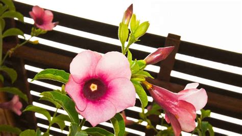 Mandevilla Complete Planting Growing And Care Guide