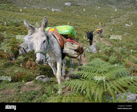 Carrying Pack Hi Res Stock Photography And Images Alamy