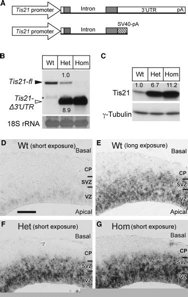 Increased Tis Expression In The Ncx Germinal Zones Of Utr Knockout