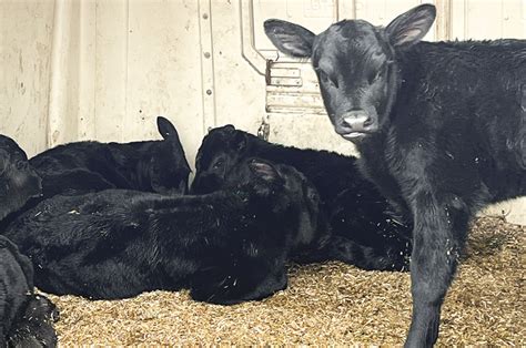 Beef Calves Thrive In Dairy Farm Systems Ag Proud