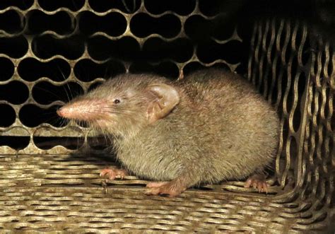 Asian House Shrew Suncus Murinus Bali Wildlife