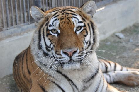 Sadgorod Zoo in Vladivostok, Russia
