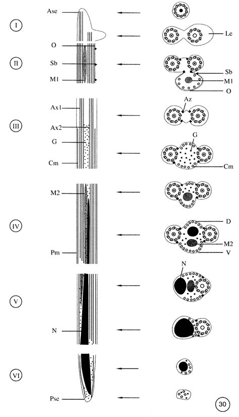 I Vi Diagram Showing The Ultrastructural Organization Of Mature