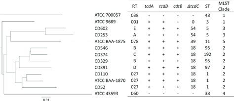 Phylogenetic And Mlst Analysis Of C Difficile Whole Genome Phylogeny