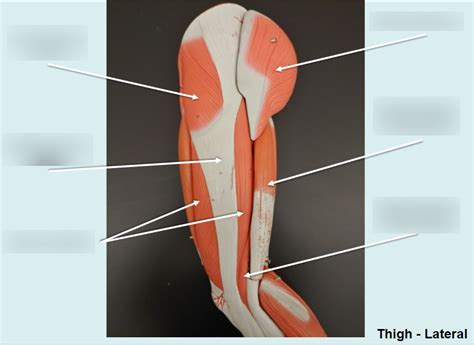 Thigh Lateral Diagram Quizlet