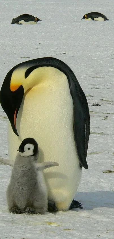 emperor penguin  chick wallpaper