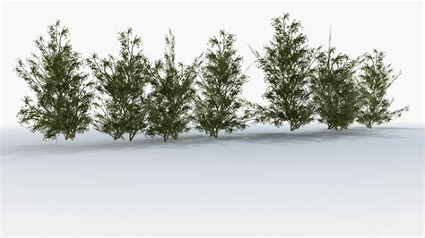 3D Shrubs TurboSquid 1848409