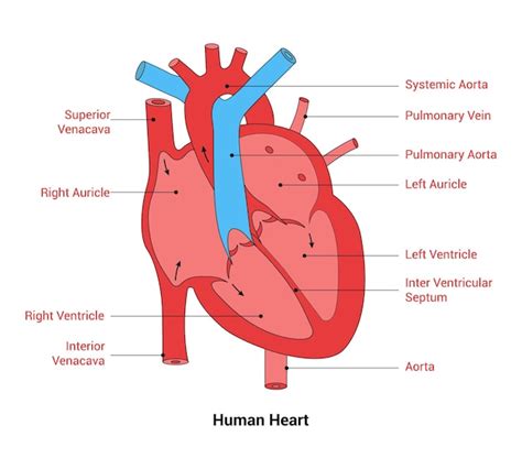 Premium Vector Anatomy Of Human Heart Line Art Vector Illustration